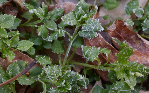 МЧС предупреждает жителей Кировской области о заморозках