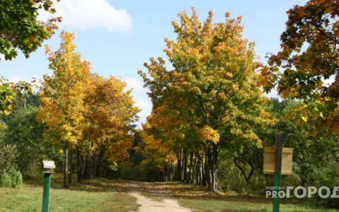 На этой неделе в Кирове потеплеет до +20