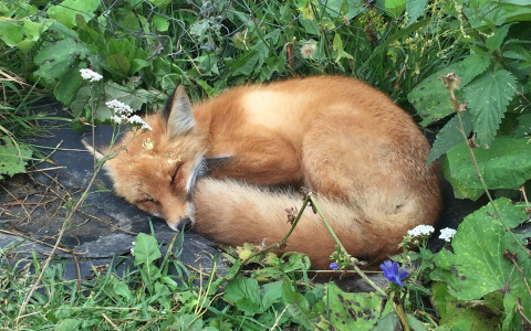 На Юго-Западе в Кирове сбили лису