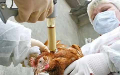 В Кирове бесплатно привьют домашних питомцев и птиц от опасных вирусов