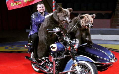Известные дрессировщики назвали медведицу Вяткой