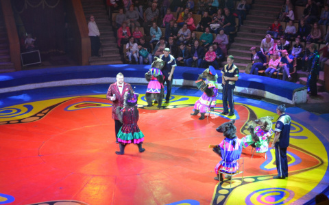 Медведи-боксеры, музыканты, велосипедисты: в Кирове показали уникальное шоу