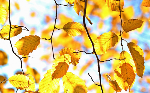 Прогноз погоды: какой будет рабочая неделя в Кирове?