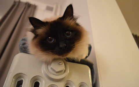 С понедельника жилые дома Кирова будут подключать к отоплению