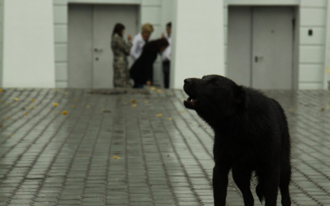 В Кирове студент, которого покусала бешеная собака, отсудил 20 тысяч рублей