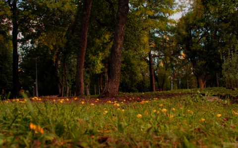 Прогноз погоды в Кирове на четверг: МЧС предупреждает о заморозках