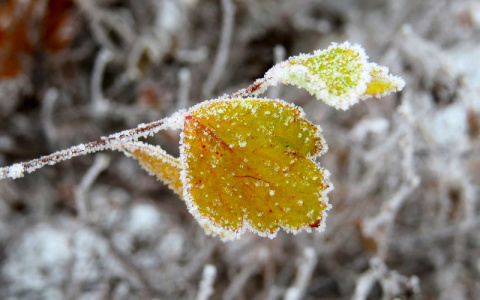 МЧС сообщает о заморозках в Кировской области