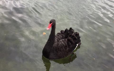 В "Юркин парке" черный лебедь снес яйцо