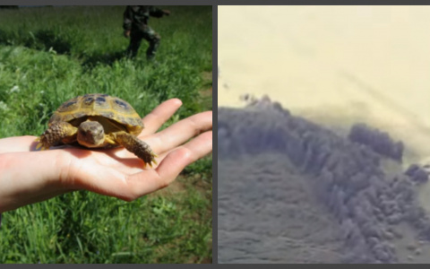 Необычные изобретения кировчан: котолифт, чип молодости и ракета для черепахи