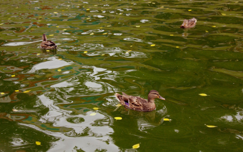 МЧС опубликовало прогноз погоды в Кировской области на четверг