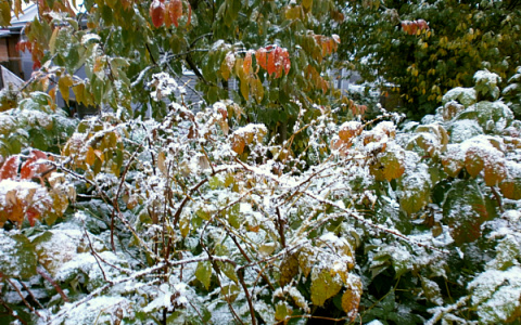 В Кировской области выпал первый снег