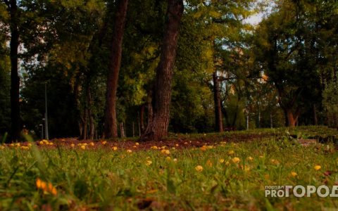 В МЧС рассказали, какой будет погода в Кировской области в пятницу