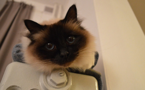 В мэрии рассказали, какие дома Кирова в пятницу подключат к отоплению