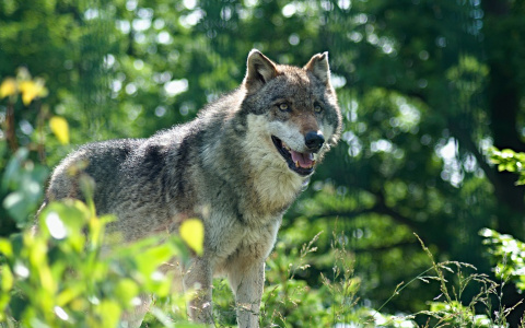 В Кировской области волк набросился на грибника
