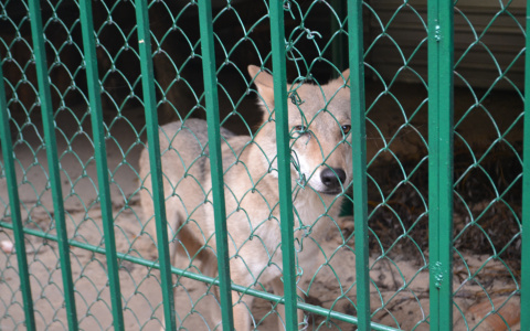 Северные районы Кировской области атаковали волки