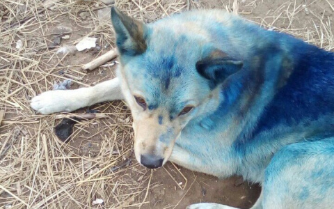 В Котельниче собаку облили синей краской