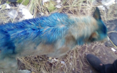 В Котельниче отмыли собаку от синей краски