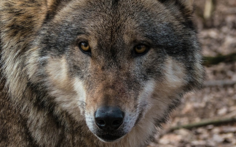 В Кировской области волки загрызли щенка на крыльце дома
