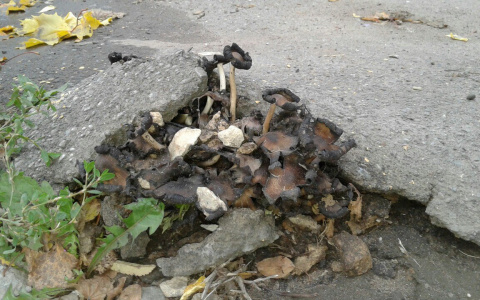 На Комсомольской в Кирове сквозь асфальт  проросли грибы