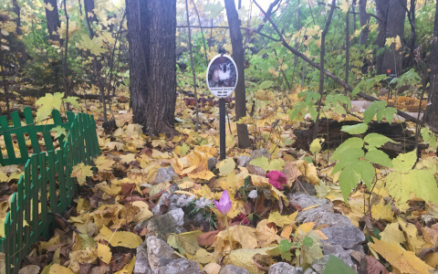 Памятники и искусственные цветы, или Как кировчане хоронят домашних животных