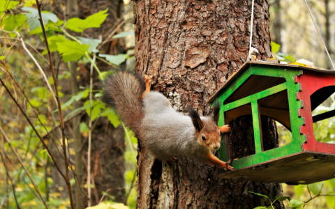 Прогноз: какой будет погода в среду в Кировской области?