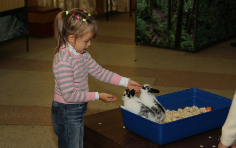 Закон о запрете контактных зоопарков: что думают кировчане