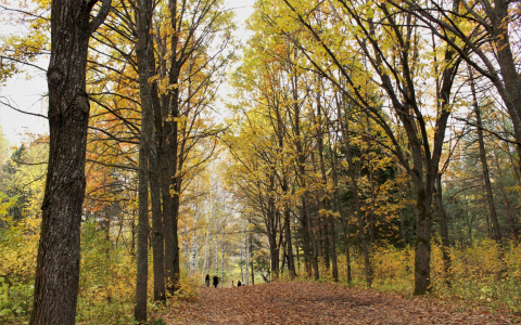 МЧС сообщает о дождях и тумане в Кировской области в воскресенье