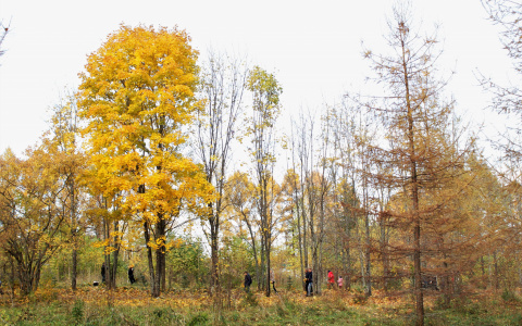 Прогноз погоды: какой будет рабочая неделя в Кирове?
