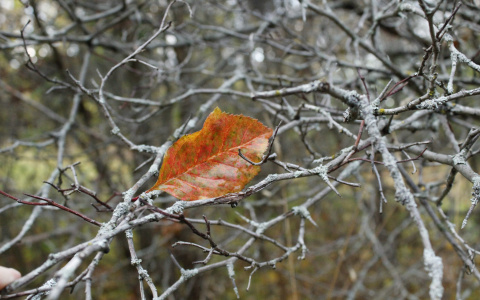 В МЧС рассказали о погоде в Кировской области на вторник