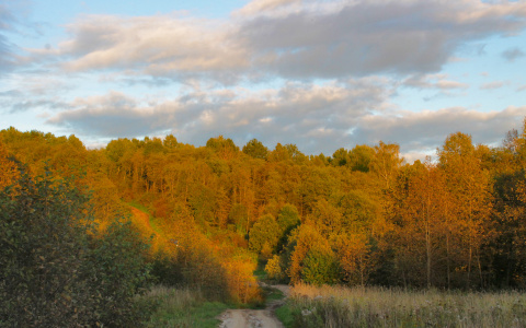 Кировские волонтеры искали пропавшего в нижегородском лесу ребенка