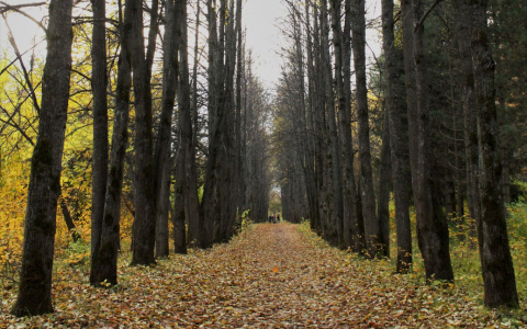 МЧС опубликовало прогноз погоды в Кировской области на четверг