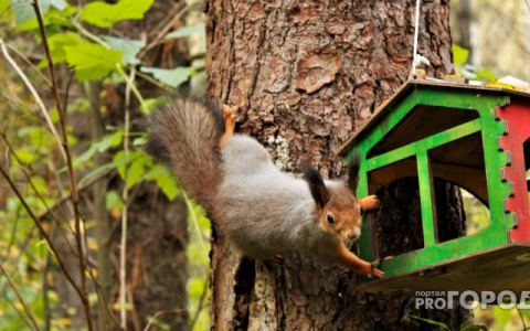 Прогноз погоды: какой будет пятница в Кировской области?