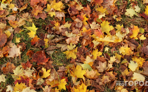 Прогноз погоды: какими будут выходные в Кирове?