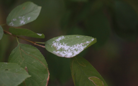 Постепенное приближение зимы: в Кировской области на выходных пройдет снег