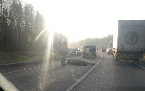 На трассе «Вятка» сбили лося: водитель уехал с места ДТП