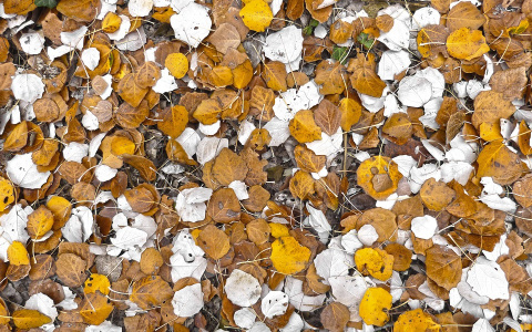 В МЧС рассказали, какой будет погода в Кировской области в четверг