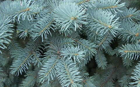 Из обновленного Кочуровского парка украли саженцы голубых елей