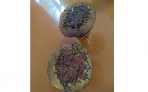 В кировской школе детей накормили горелой пиццей