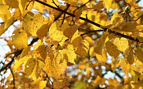 Прогноз от МЧС: какой будет погода в Кировской области в пятницу?