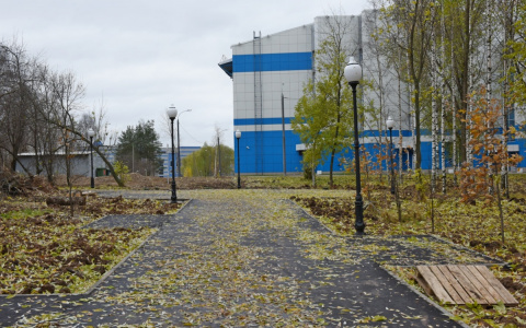 В Кочуровском парке неизвестные украли все саженцы кедровой сосны