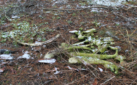 В Митино обнаружили свалку с останками животных
