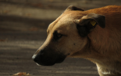 В Кировской области у детского сада на ребенка набросилась собака
