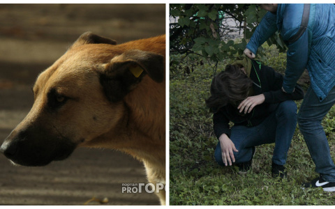 Что обсуждают в Кирове: мужчину избили на рынке и собака набросилась на ребенка