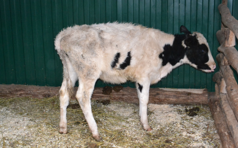 В Кировской области задержали КАМАЗ с коровами