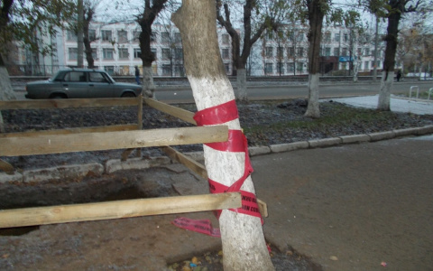 В Кирове подрядчик заплатит штраф за доски на деревьях