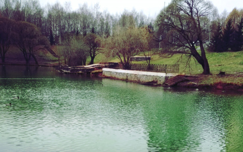 В пруду у цирка в Кирове вода окрасилась в ярко-зеленый цвет