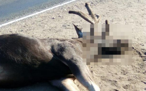 В Кировской области задержали браконьеров, убивших лосиху и лосенка