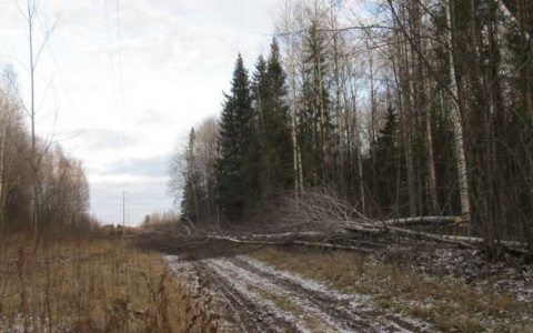 В Слободском районе рабочего насмерть придавило упавшим деревом