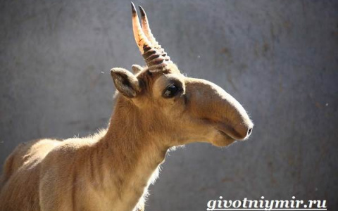 Кировчанин отправится в тюрьму за продажу рогов краснокнижного животного