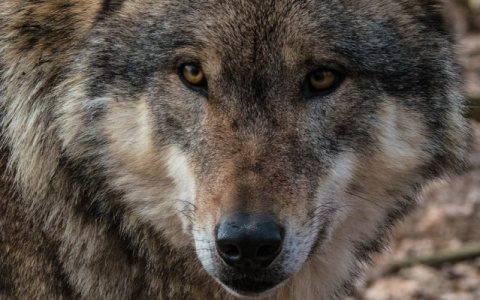 В пригороде Кирова волки грызут собак и гуляют по улицам